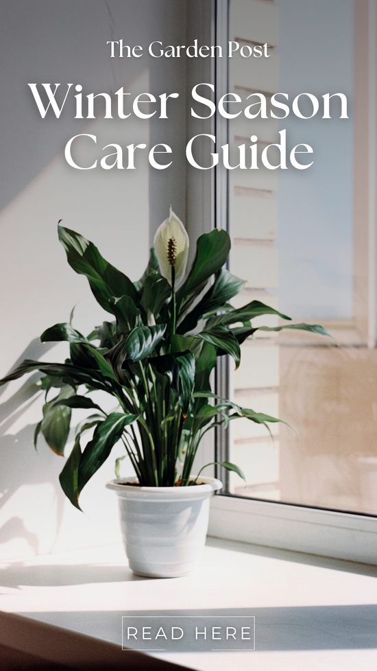 Thriving in the Cold: Tips For Keeping Your Houseplants Happy During Winter Season!