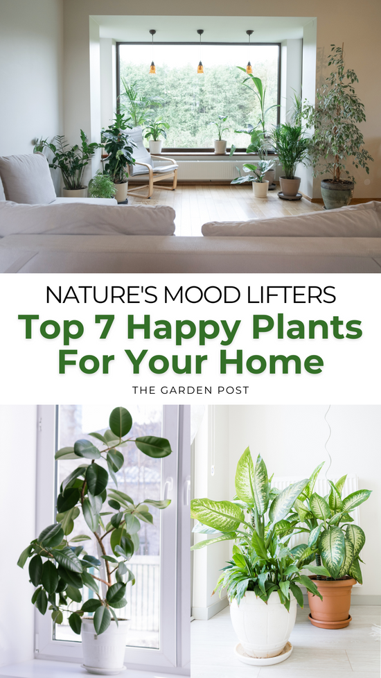 7 Must-Have Happy Plants for Your Home - Uplift Your Spirits Naturally!