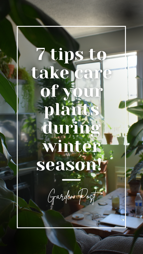 How to care for your houseplants during winter!
