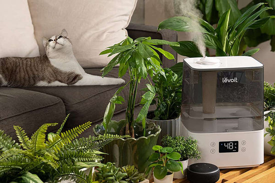 Green Thumb's Guide: Top 10 Humidifiers for Thriving Houseplants
