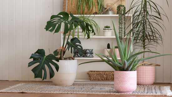 Leafy Allies: 7 Trendy Plants for a Healthier, Mold-Free Home