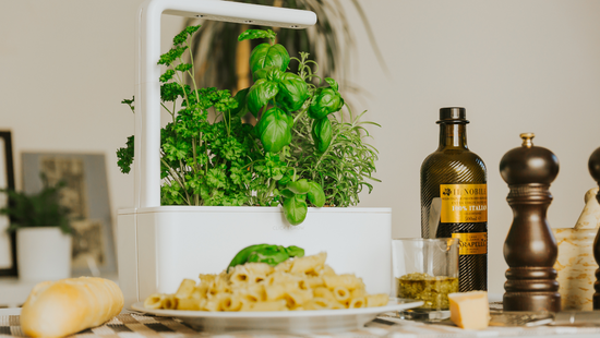 Start Growing Fresh Herbs & Spices at Home With Click&Grow!
